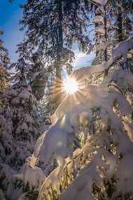 冬季树林暖阳风景图片下载