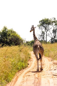 赞比亚长颈鹿精美图片