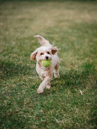 草地叼着网球的狗狗图片下载