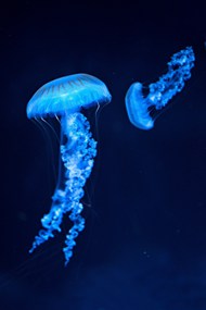蓝色深海发光水母图片下载