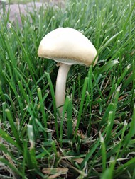 绿色草丛白帽蘑菇高清图片