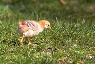 绿色草地小鸡觅食图片下载