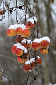 冬天霜冻野生丑苹果精美图片