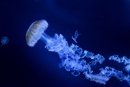 蓝色深海水母写真精美图片