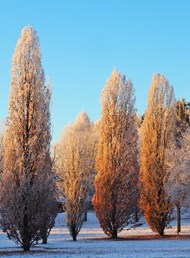 冬季杨树林风景图片下载