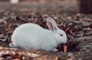 吃胡萝卜的大耳白兔精美图片
