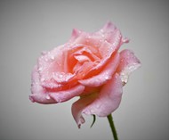 带露珠的粉色玫瑰花图片下载