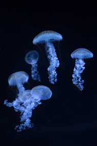 水族馆蓝色水母高清图片