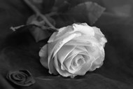 黑白意境白色玫瑰花精美图片