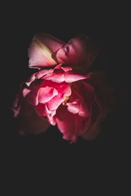 粉色郁金香黑色艺术写真精美图片