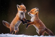 高清可爱小狐狸精美图片