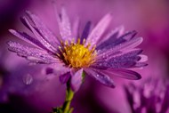 雨后紫色大波斯菊图片