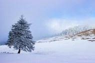 冬季雪地雪松雪景高清图片