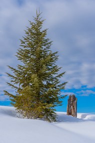 冬季白色雪地枞树图片大全