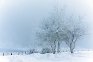 西伯利亚唯美雾凇雪景精美图片