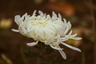 白色秋菊花图片