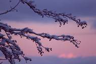 冬日黄昏霜冻树枝美景高清图片
