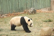 国宝大熊猫图片下载