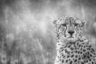 非洲野生猎豹黑白写真图片下载