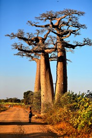 马达加斯加猴面包树精美图片