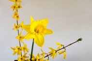 黄色水仙花迎春花 图片