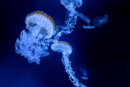 蓝色深海海蜇水母图片