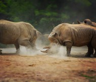 两只野生犀牛战斗精美图片