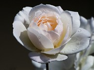 雨后白色玫瑰花微距写真图片下载