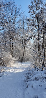 冬季树林仙境图片下载
