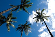 蓝天白云椰子树写真图片