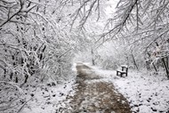 冬季树林浪漫雪景精美图片