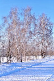 冬天雪地光秃秃的树木图片下载
