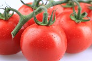 高清新鲜有机西红柿图片下载