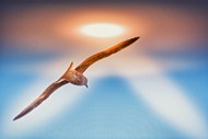 高空展翅翱翔海鸥高清图片