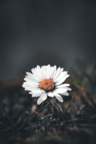 黑色艺术风格雏菊写真高清图片