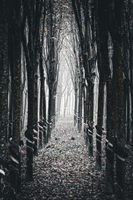 秋冬树林黑白写真图片大全