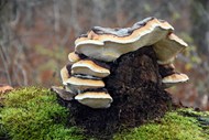 野生层状蘑菇群图片下载
