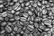 咖啡豆黑白写真图片大全