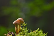 野生硬柄小皮伞蘑菇图片下载