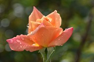 雨后带刺玫瑰微距特写精美图片