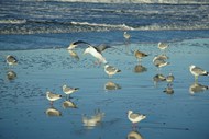 海边海滩一群海鸥精美图片