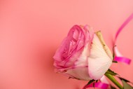 粉色浪漫治愈系情人节玫瑰花高清图片