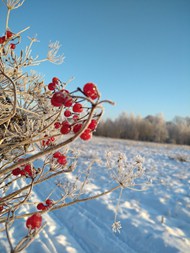 冬日霜花浆果写真精美图片
