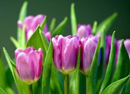 春天紫色郁金香花图片