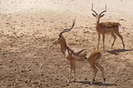 非洲野生格兰特瞪羚高清图片