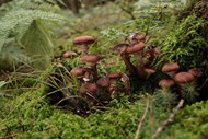 奥氏蜜环菌蘑菇群精美图片