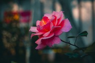 光影艺术写真玫瑰花高清图片