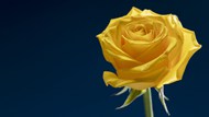 情人节黄色玫瑰花背景图片大全