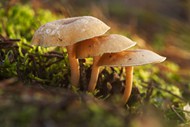 森林野生真菌蘑菇群图片下载