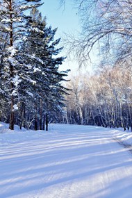 冬季雪地树林风光写真图片